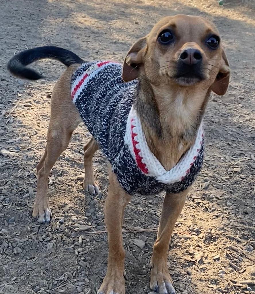 WREN, a Adopted Terrier in Lemoore, CA image 5/5