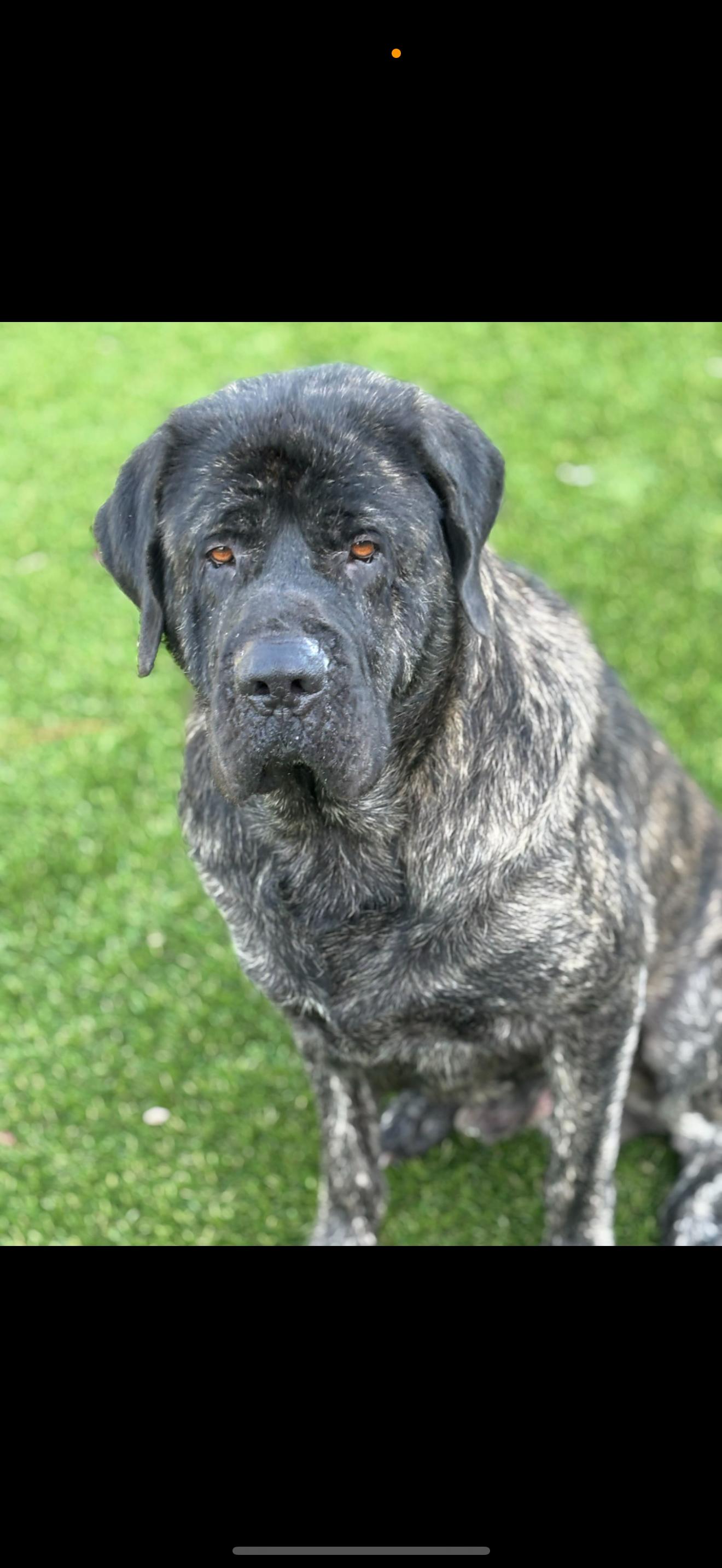 Enlarge Spike, a Adopted Mastiff in Oviedo, FL image 1/1