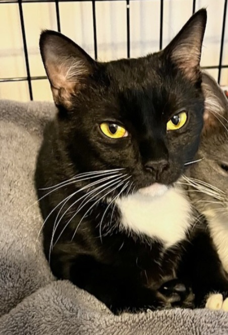 Louie, a Adoptable Domestic Short Hair in Chalfont, PA image 2/8