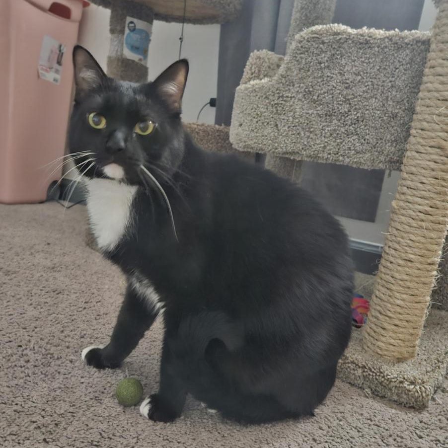 Louie, a Adoptable Domestic Short Hair in Chalfont, PA image 1/8