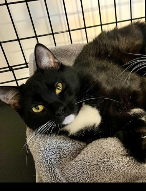 Louie, a Adoptable Domestic Short Hair in Chalfont, PA image 5/8