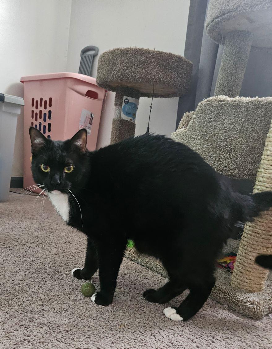 Louie, a Adoptable Domestic Short Hair in Chalfont, PA image 6/8