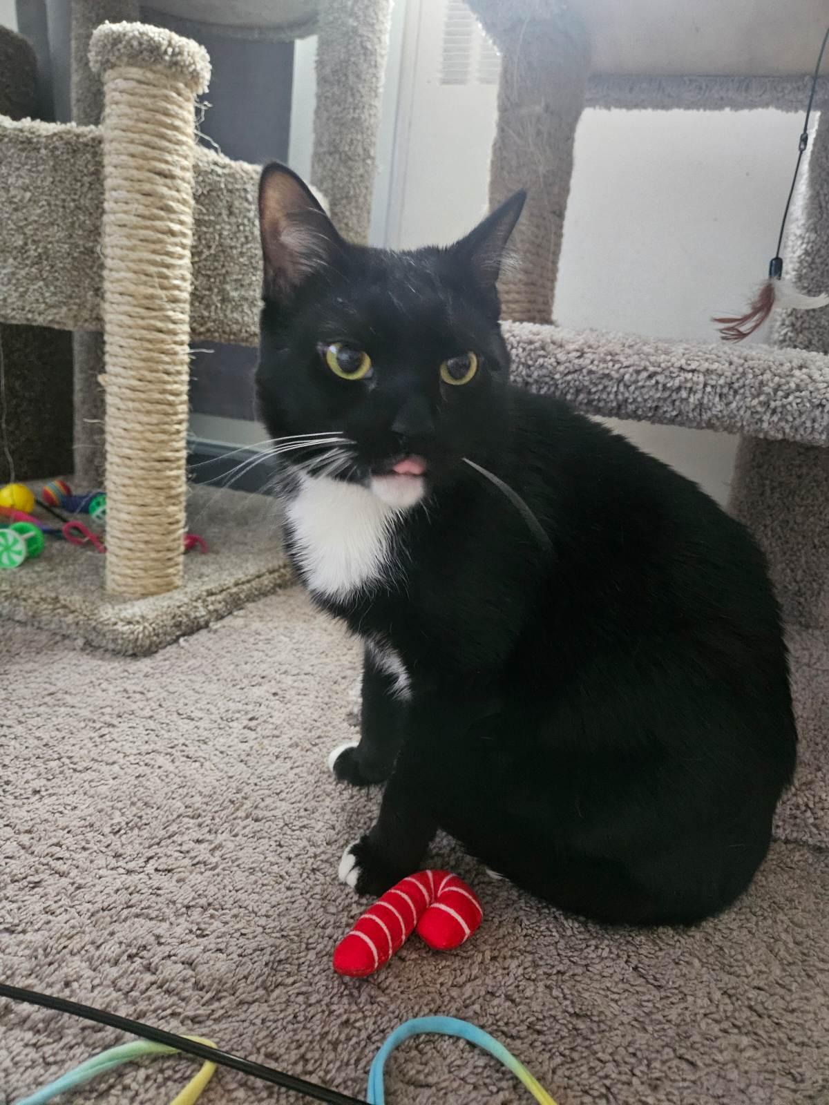 Enlarge Louie, a Adoptable Domestic Short Hair in Chalfont, PA image 7/8