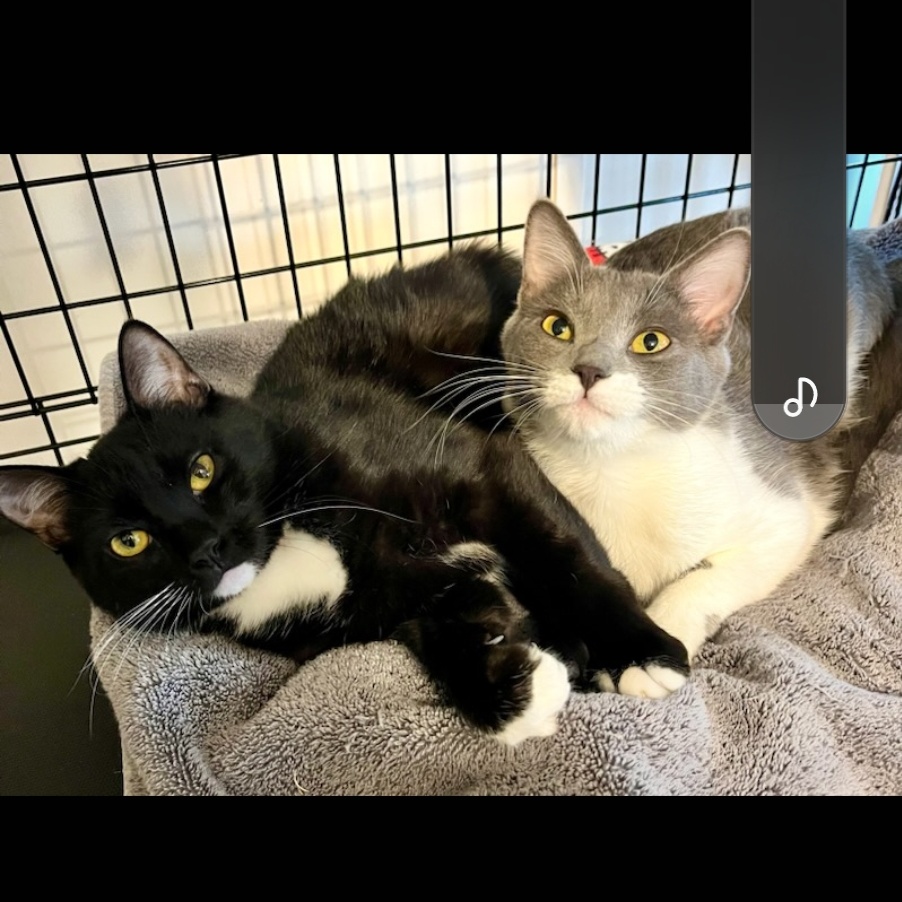 Enlarge Louie, a Adoptable Domestic Short Hair in Chalfont, PA image 8/8