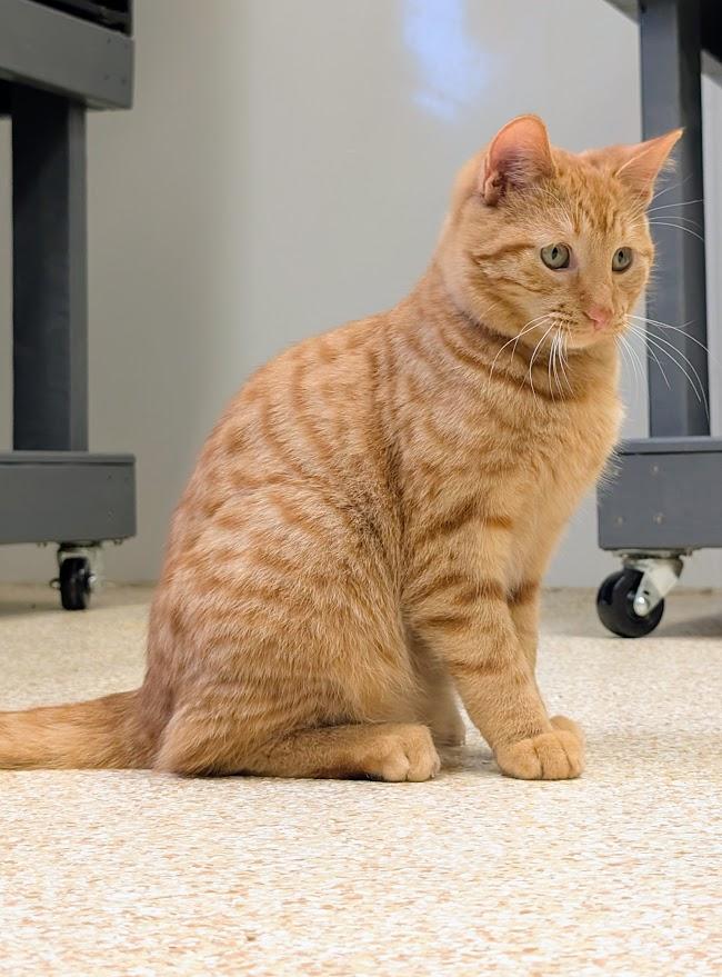 Alvin, adopted, Young Male Domestic Short Hair.