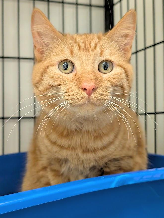 Enlarge Alvin, an adopted mixed breed in Waupun, WI image 4/4