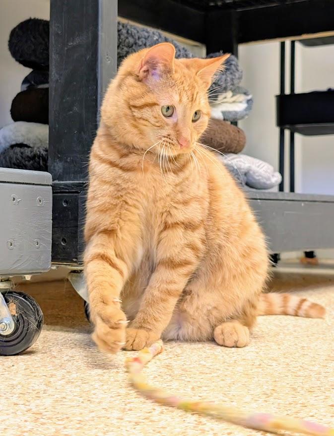 Enlarge Alvin, an adopted mixed breed in Waupun, WI image 3/4