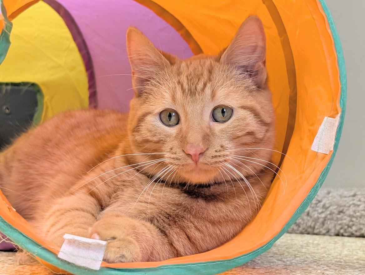 Enlarge Alvin, an adopted mixed breed in Waupun, WI image 2/4