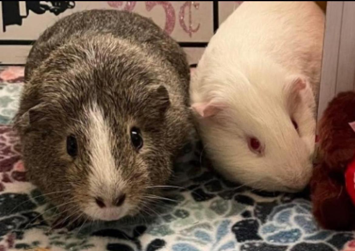 Ellis and Denver, a Adoptable Short-Haired in Berlin, CT image 2/2