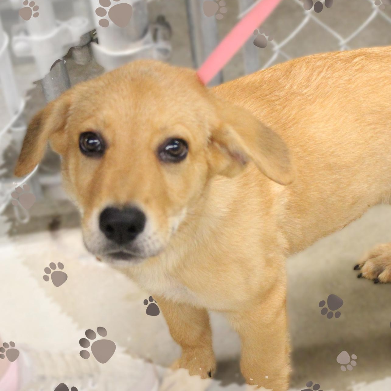Rusty, Adopted, Puppy Male Mixed Breed.