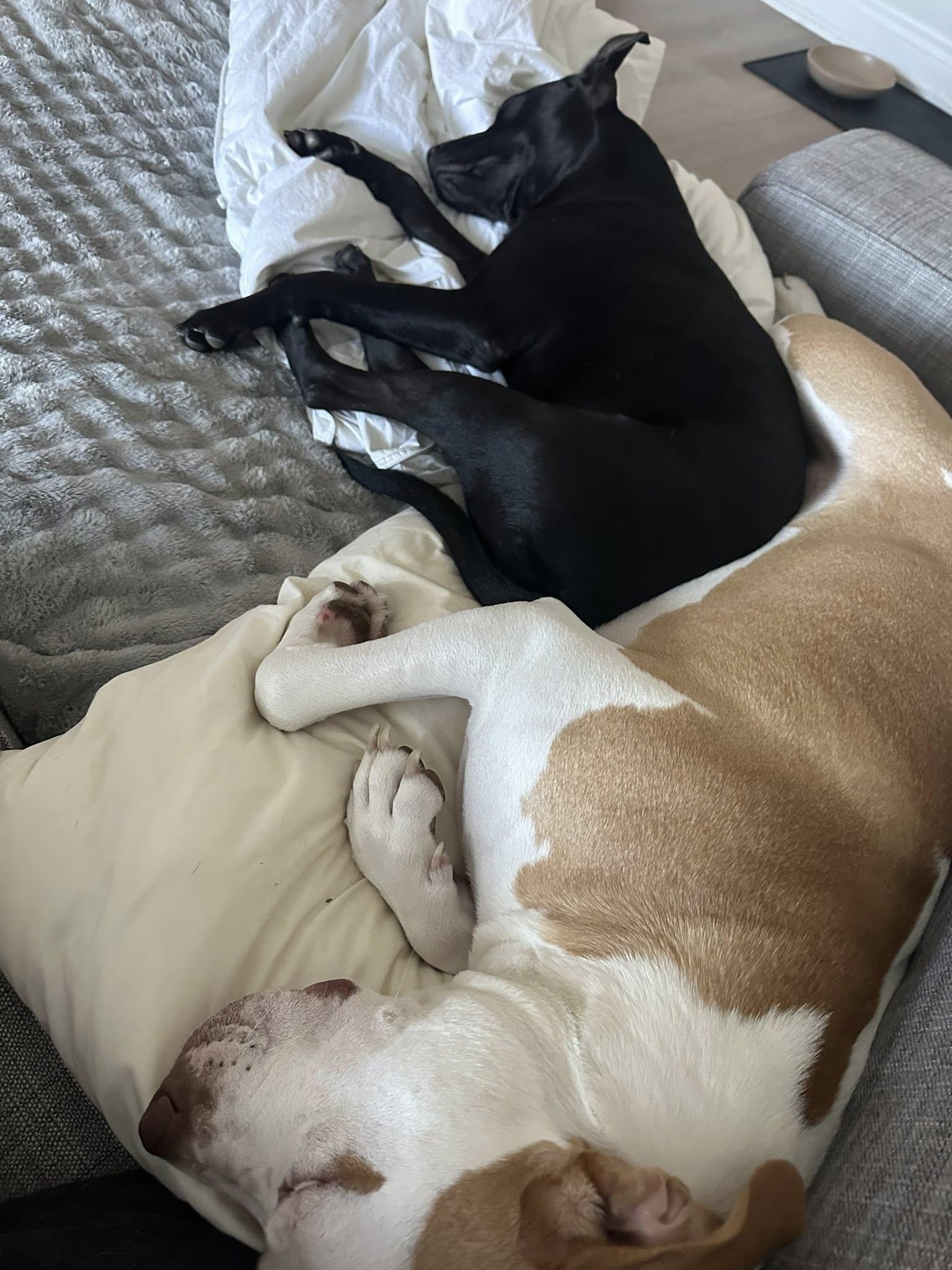 Maya, a Adoptable mixed breed in Woodstock, ON image 2/5