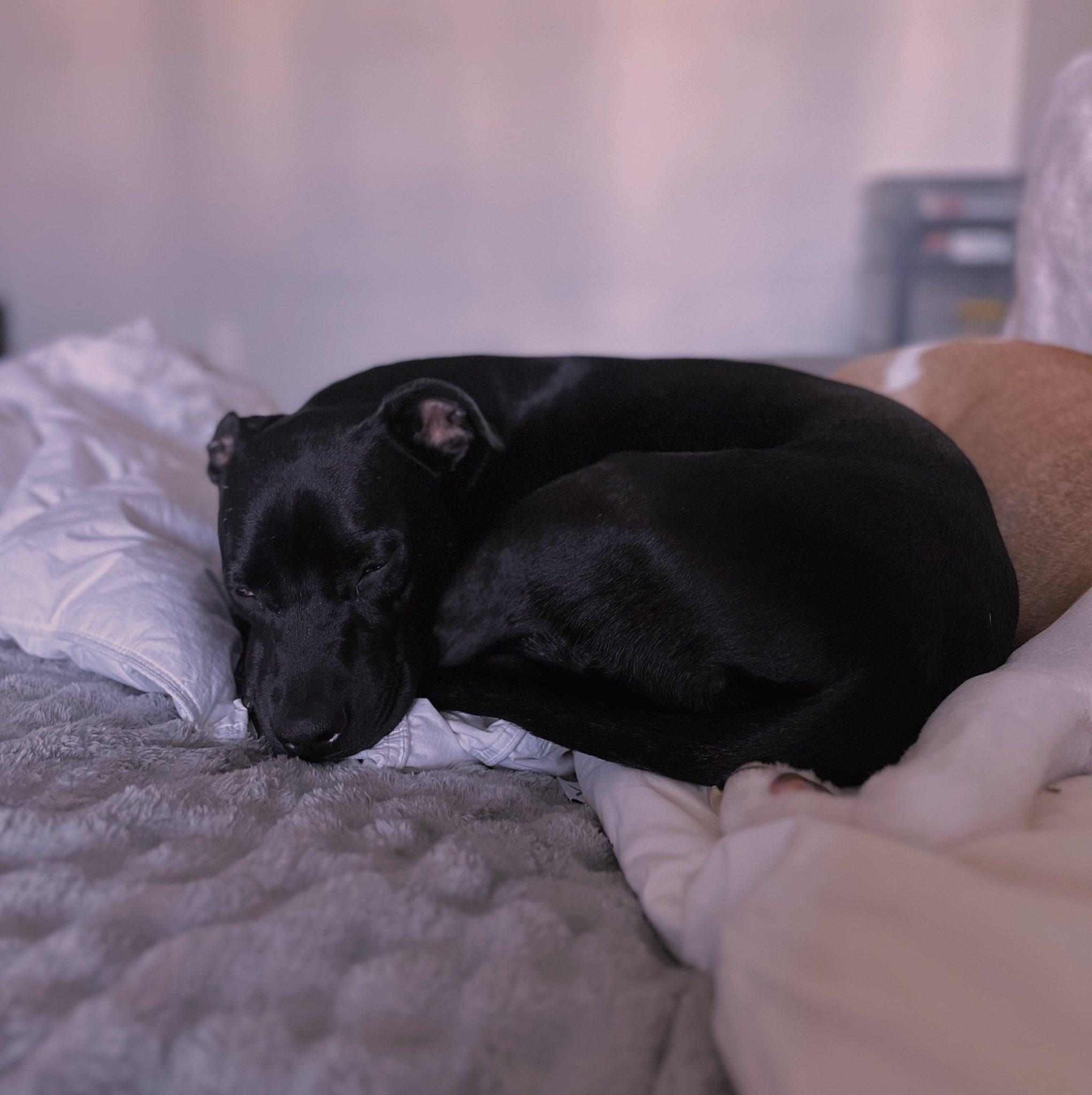 Maya, Adoptable, Young Female Black Labrador Retriever & American Bully.