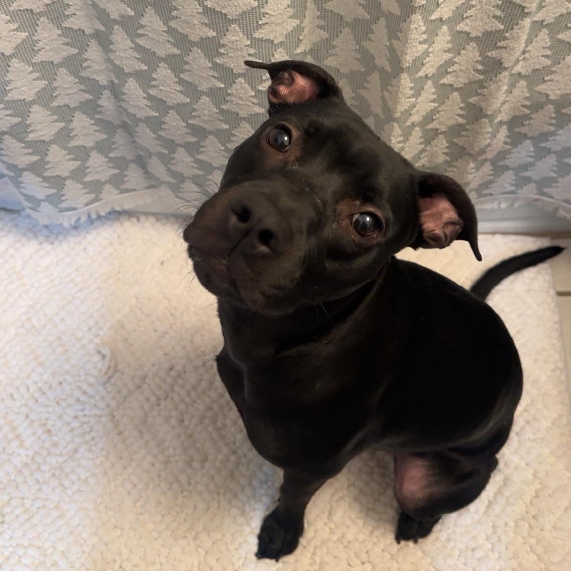 Maya, Adoptable, Young Female Black Labrador Retriever & Mixed Breed.