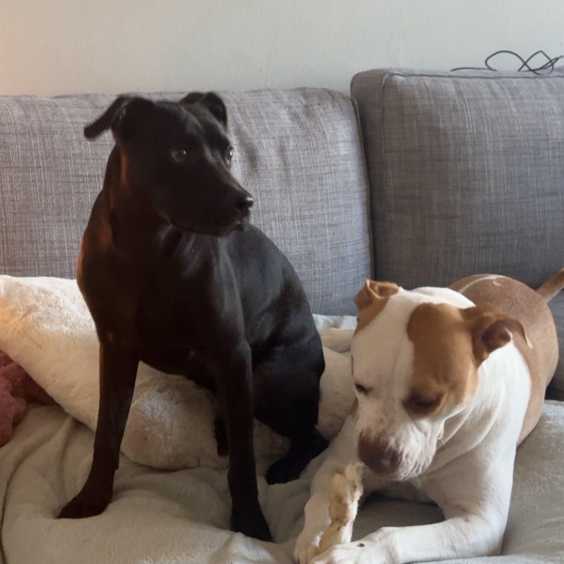 Enlarge Maya, a Adoptable mixed breed in Woodstock, ON image 4/5