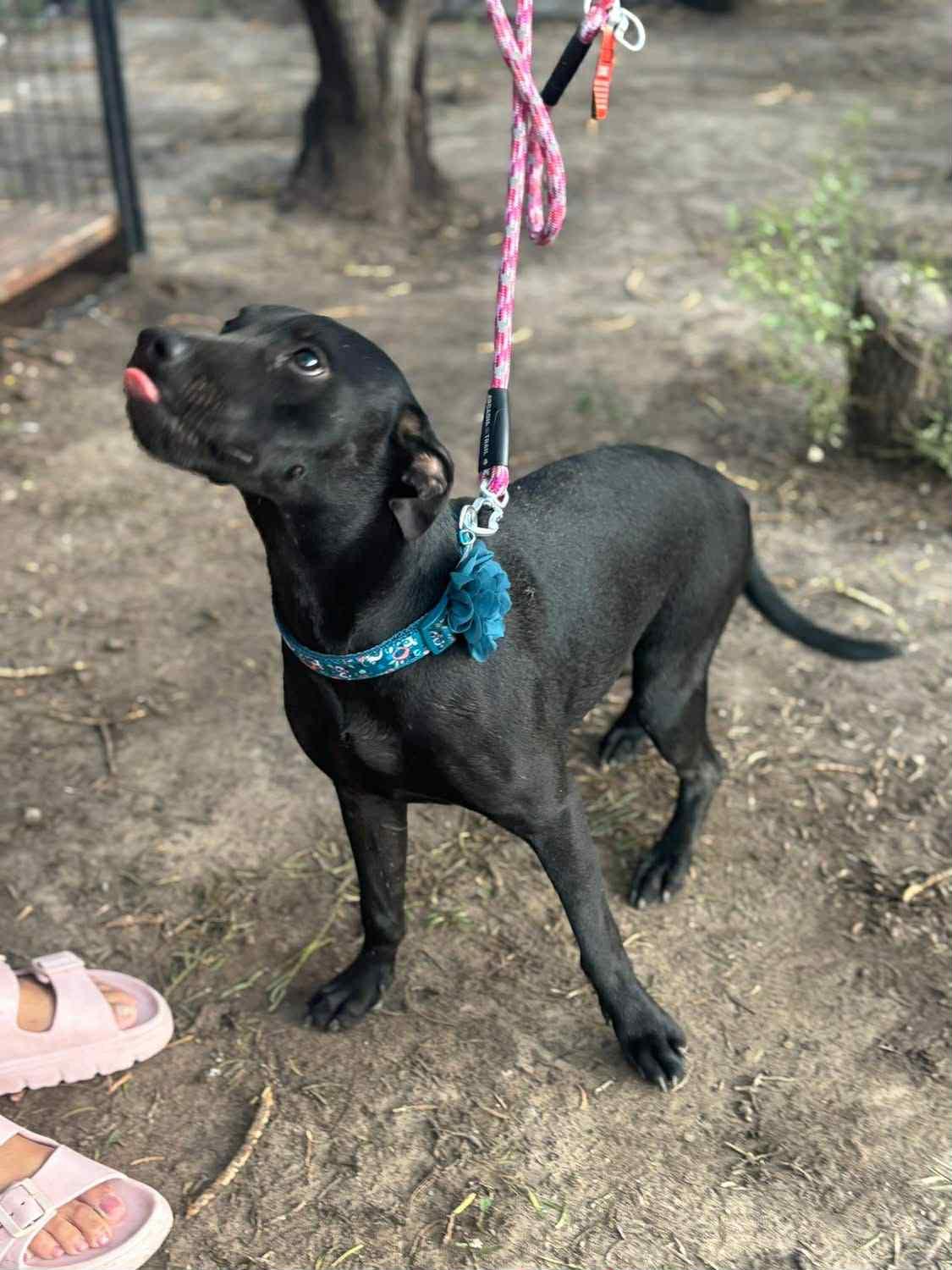 Maya, a Adoptable mixed breed in Woodstock, ON image 5/5
