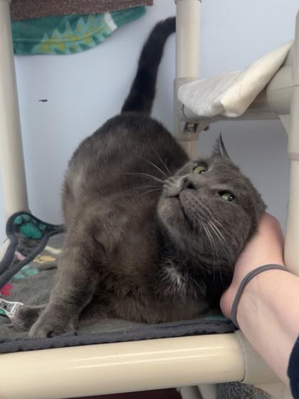 Corolla - Available in Foster, Adoptable, Adult Male Domestic Short Hair & Domestic Short Hair.