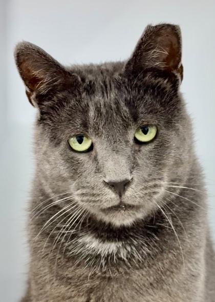 Enlarge Corolla - Available in Foster, a Adoptable mixed breed in Madison, NJ image 2/3