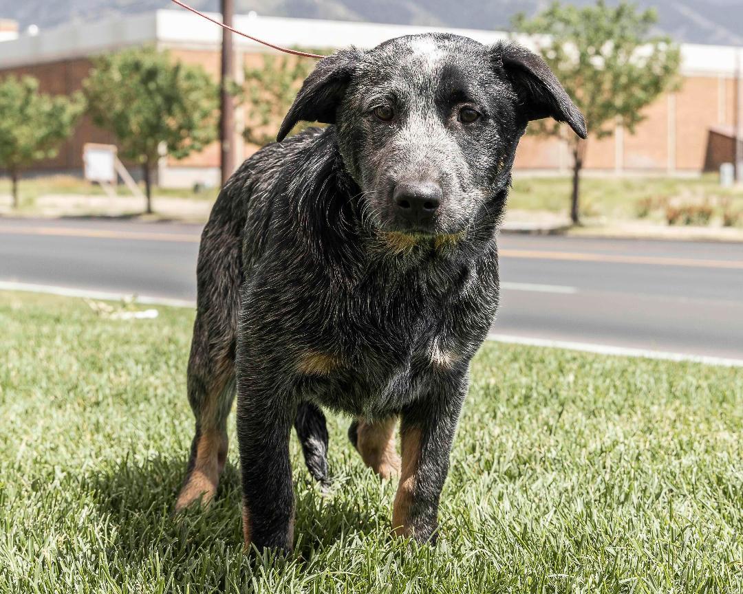 Phoebe, an adoptable Australian Cattle Dog / Blue Heeler in Millville, UT, 84326 | Photo Image 1