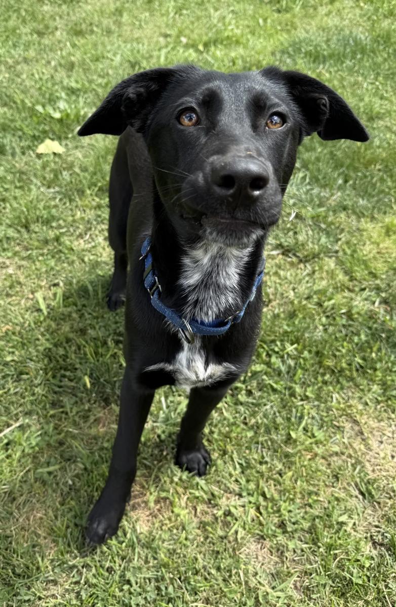 Enlarge Bree, a ADOPTABLE mixed breed in Davis, CA image 2/5