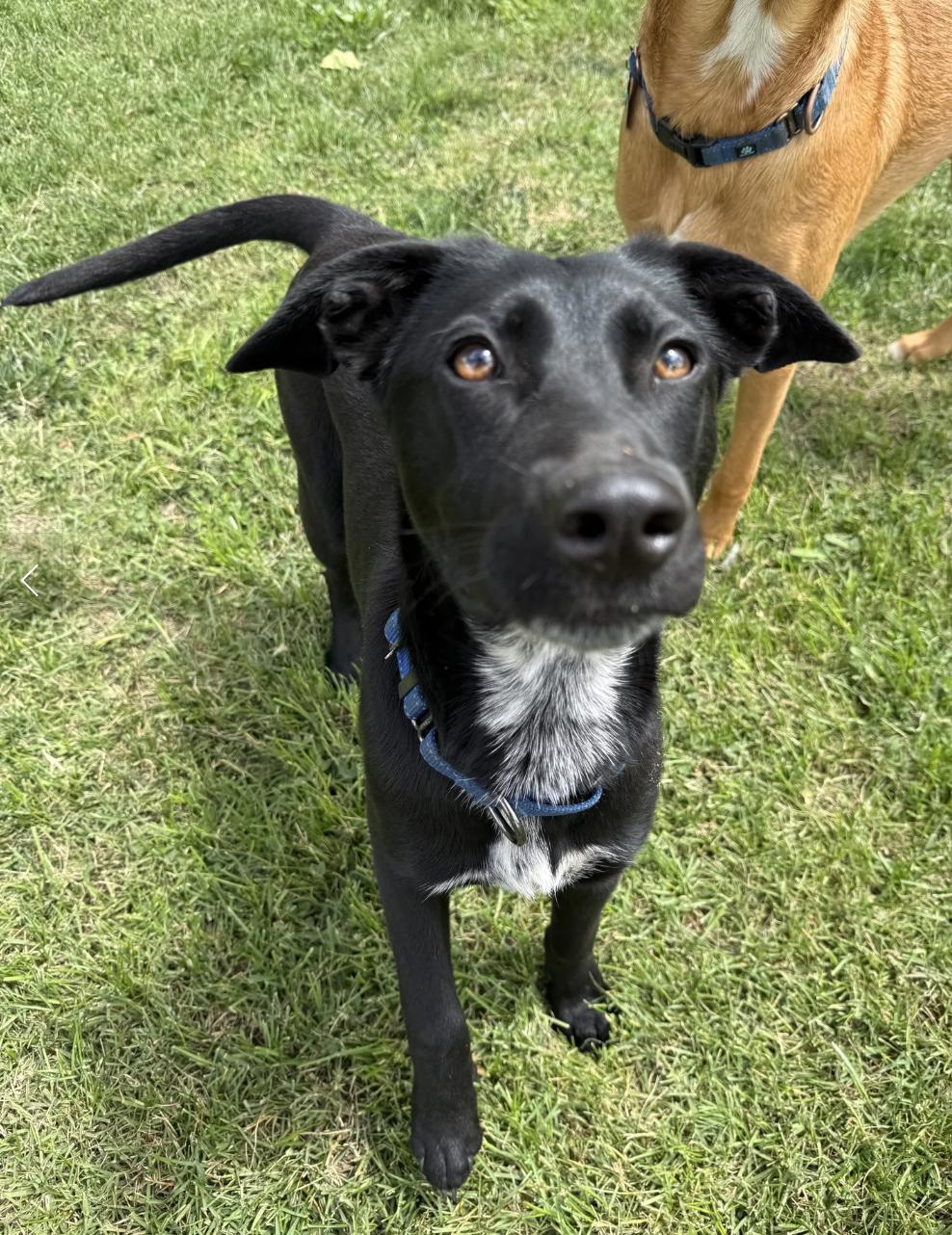 Bree, ADOPTABLE, Young Female Mixed Breed.