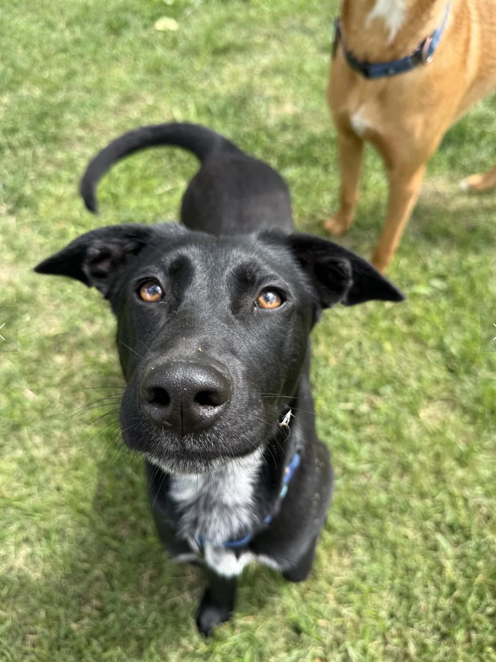 Enlarge Bree, a ADOPTABLE mixed breed in Davis, CA image 4/5