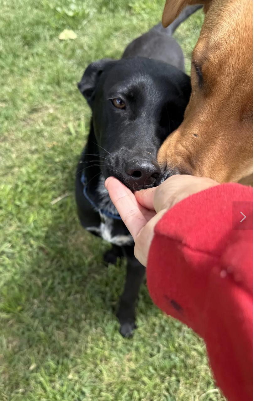 Enlarge Bree, a ADOPTABLE mixed breed in Davis, CA image 5/5