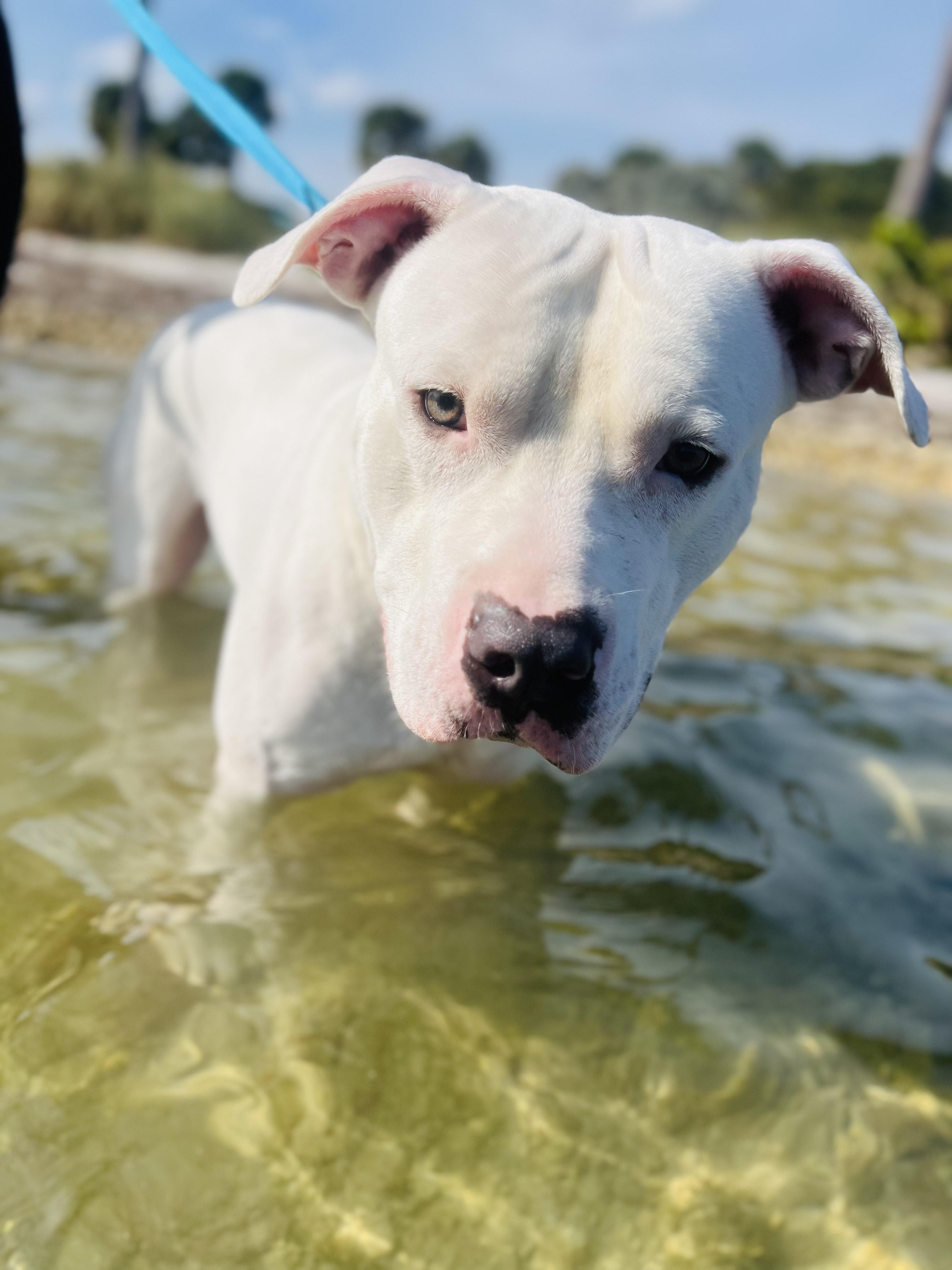 Hardy, a Adopted American Bulldog in Hialeah, FL image 1/6
