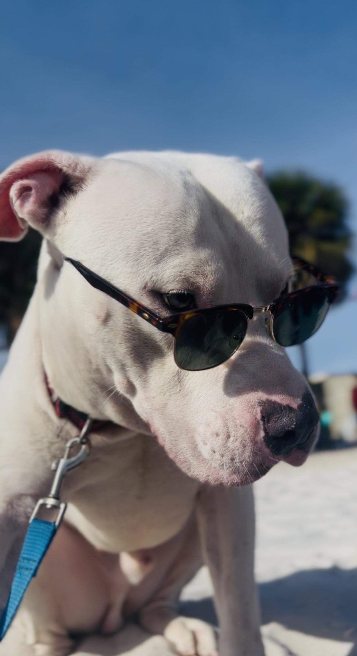 Hardy, a Adopted American Bulldog in Hialeah, FL image 2/6