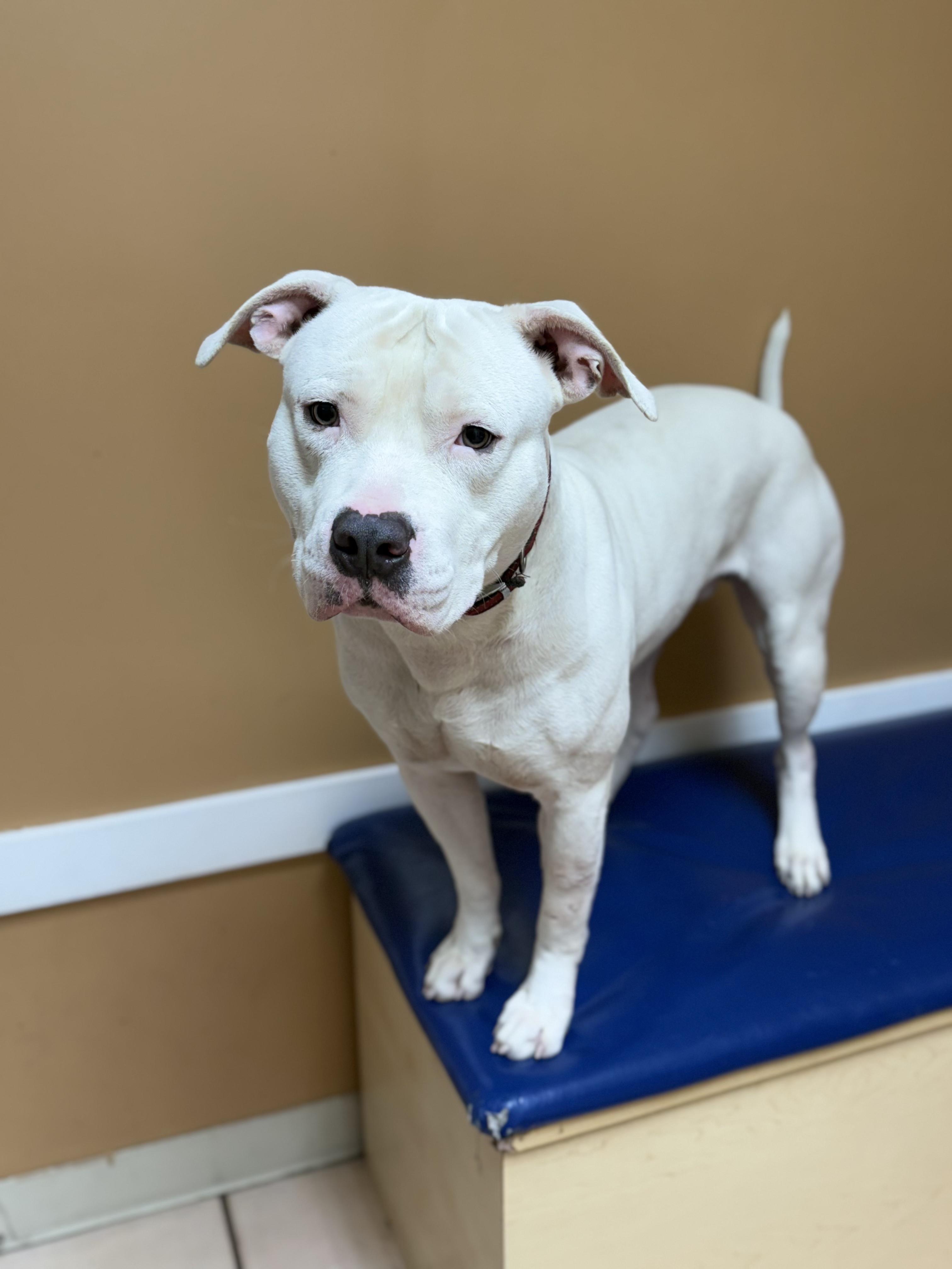 Hardy, a Adopted American Bulldog in Hialeah, FL image 6/6