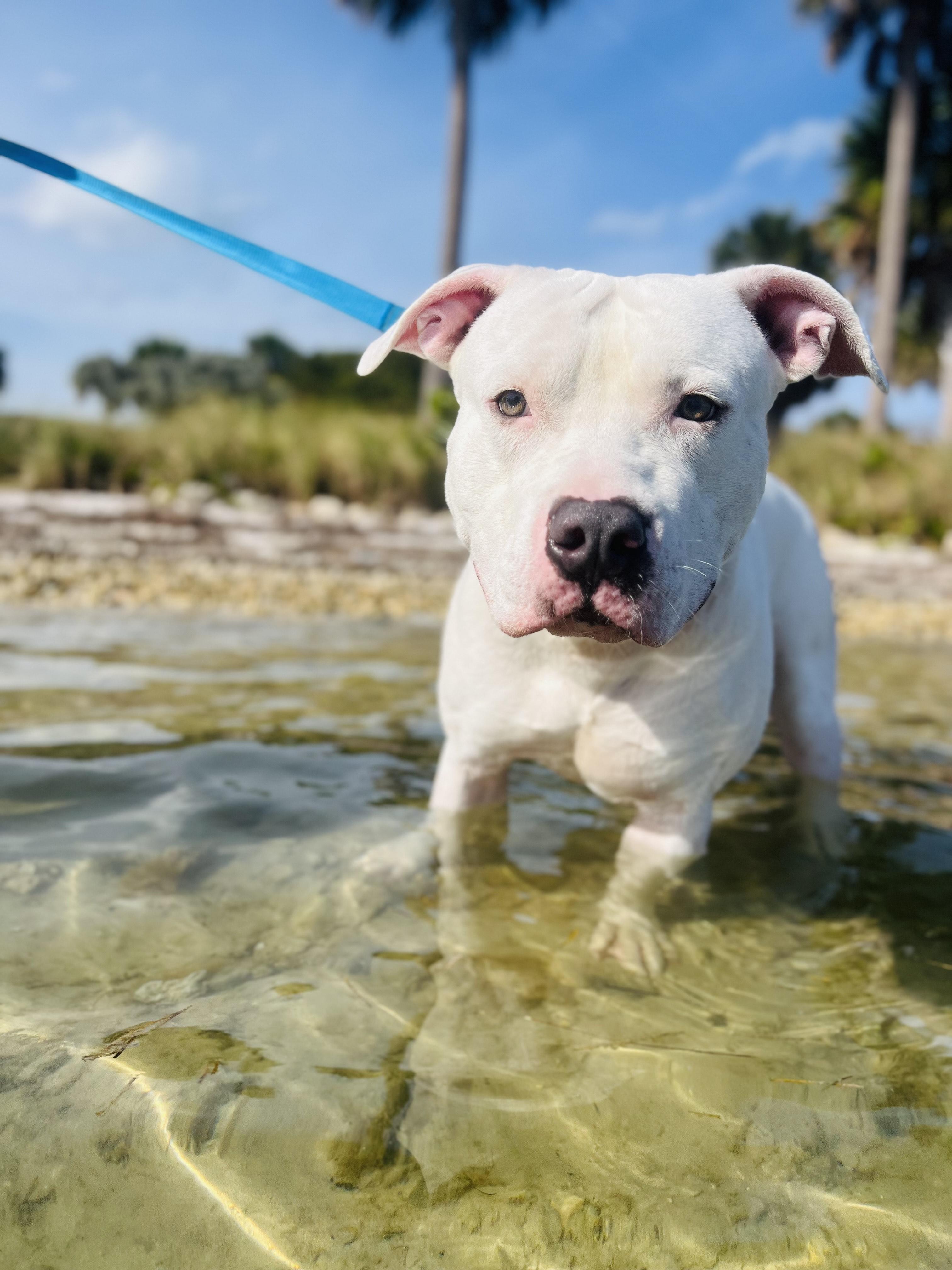 Hardy, a Adopted American Bulldog in Hialeah, FL image 4/6