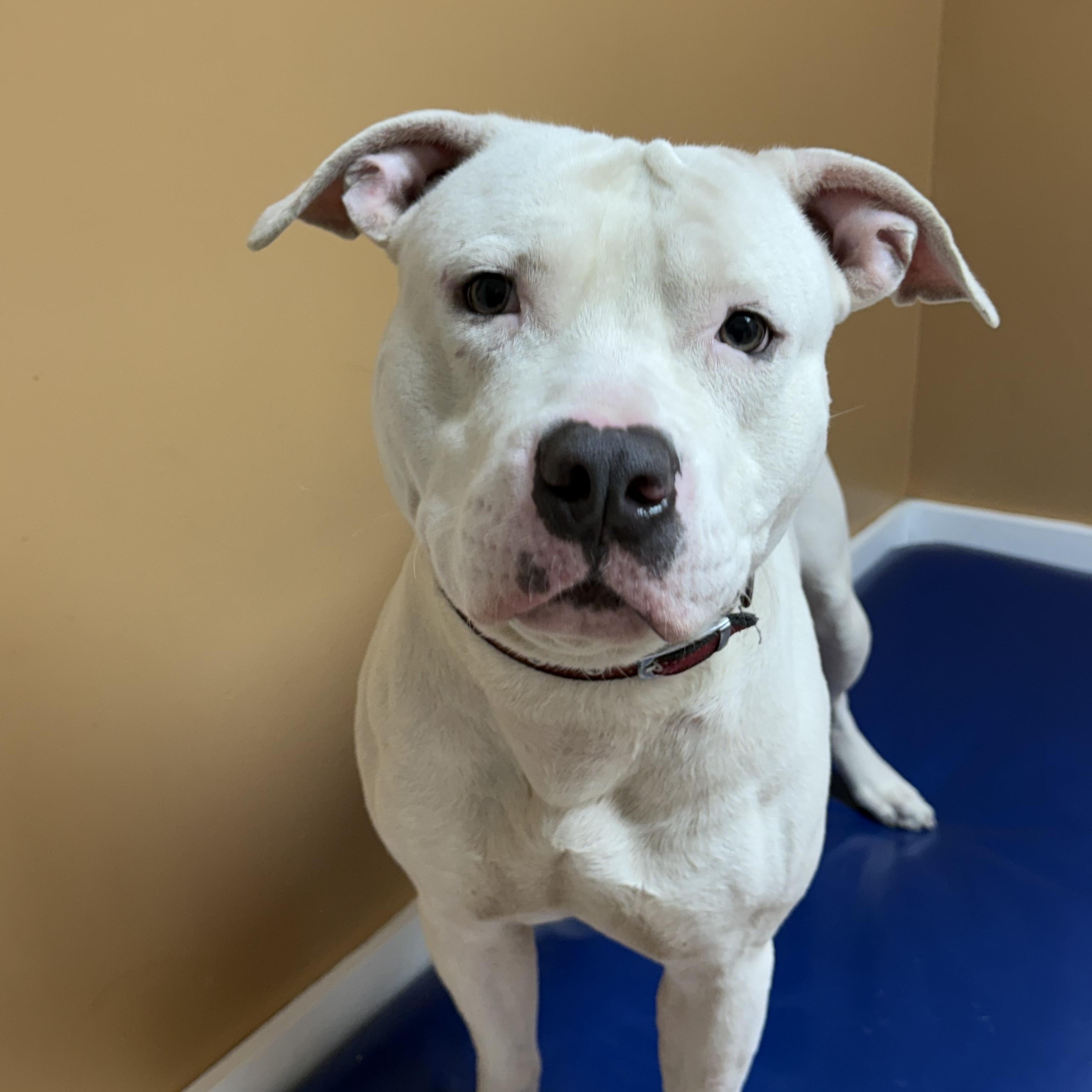 Hardy, a Adopted American Bulldog in Hialeah, FL image 5/6