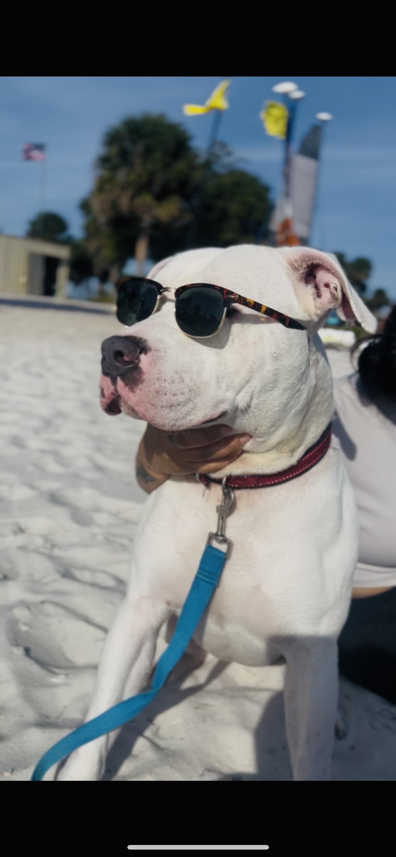 Hardy, a Adopted American Bulldog in Hialeah, FL image 3/6