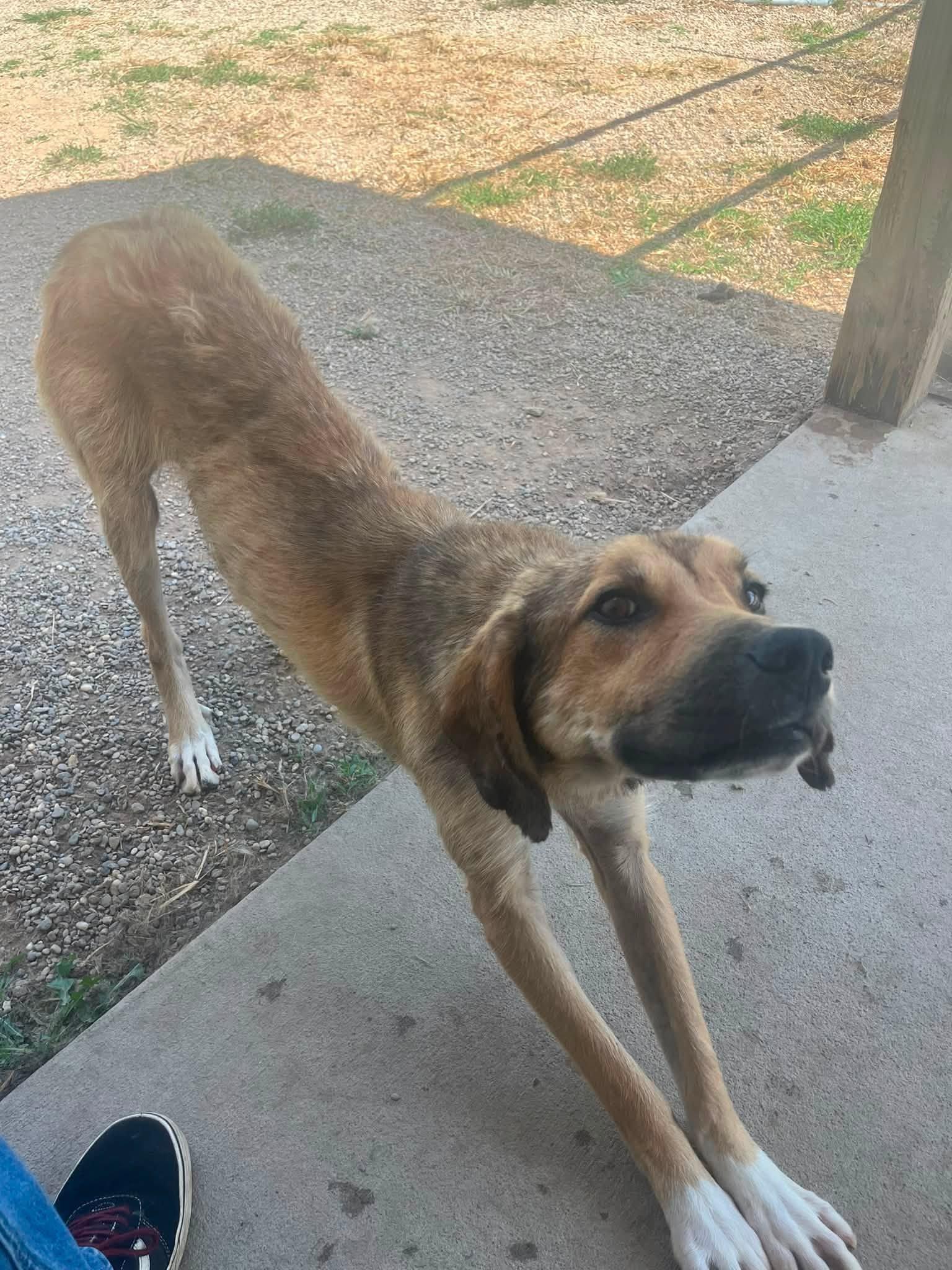 Guy, ADOPTABLE, Young Male Mixed Breed.