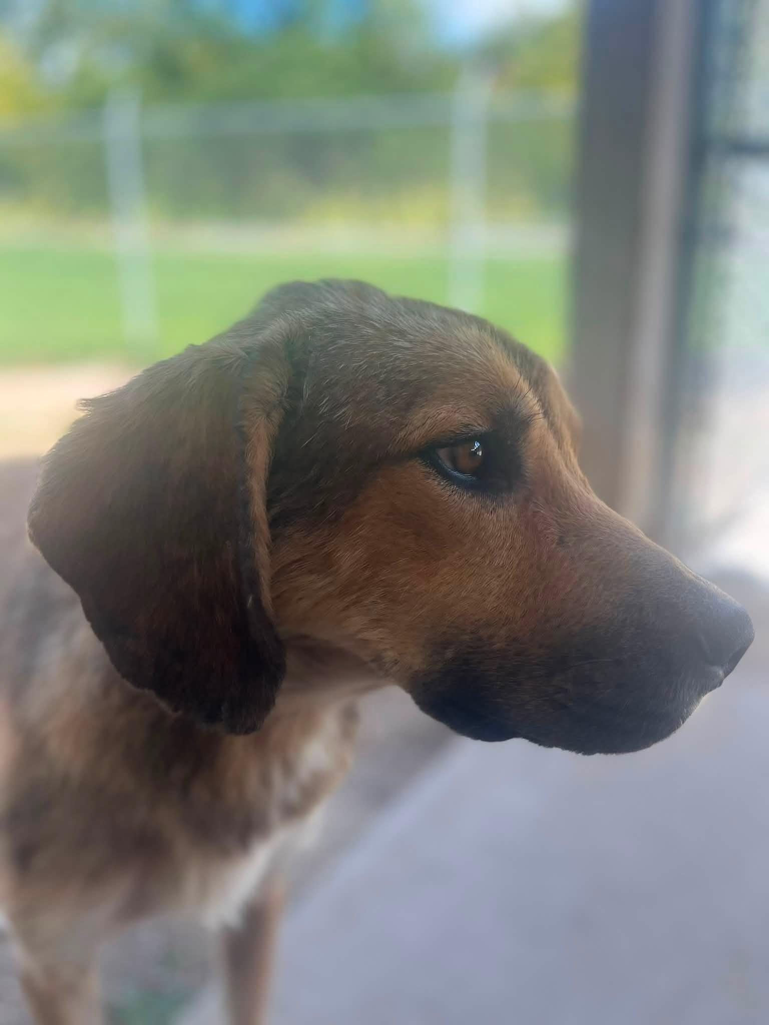 Guy, a ADOPTABLE mixed breed in Pomeroy, OH image 3/3