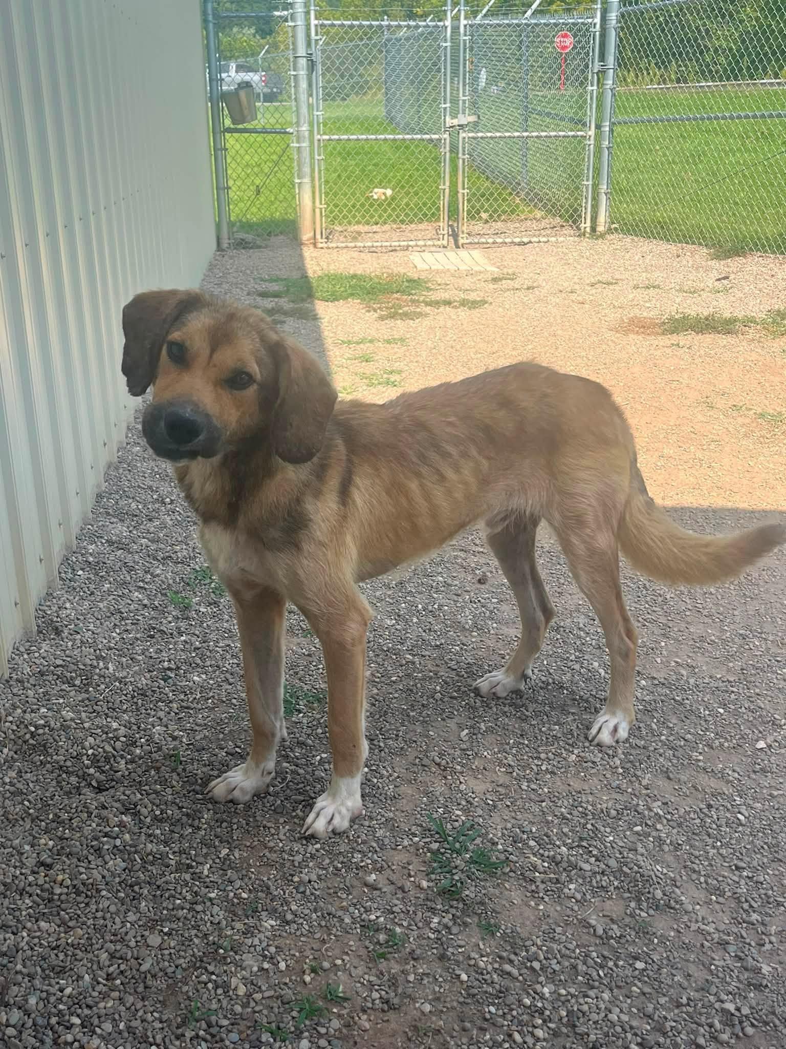 Guy, a ADOPTABLE mixed breed in Pomeroy, OH image 2/3