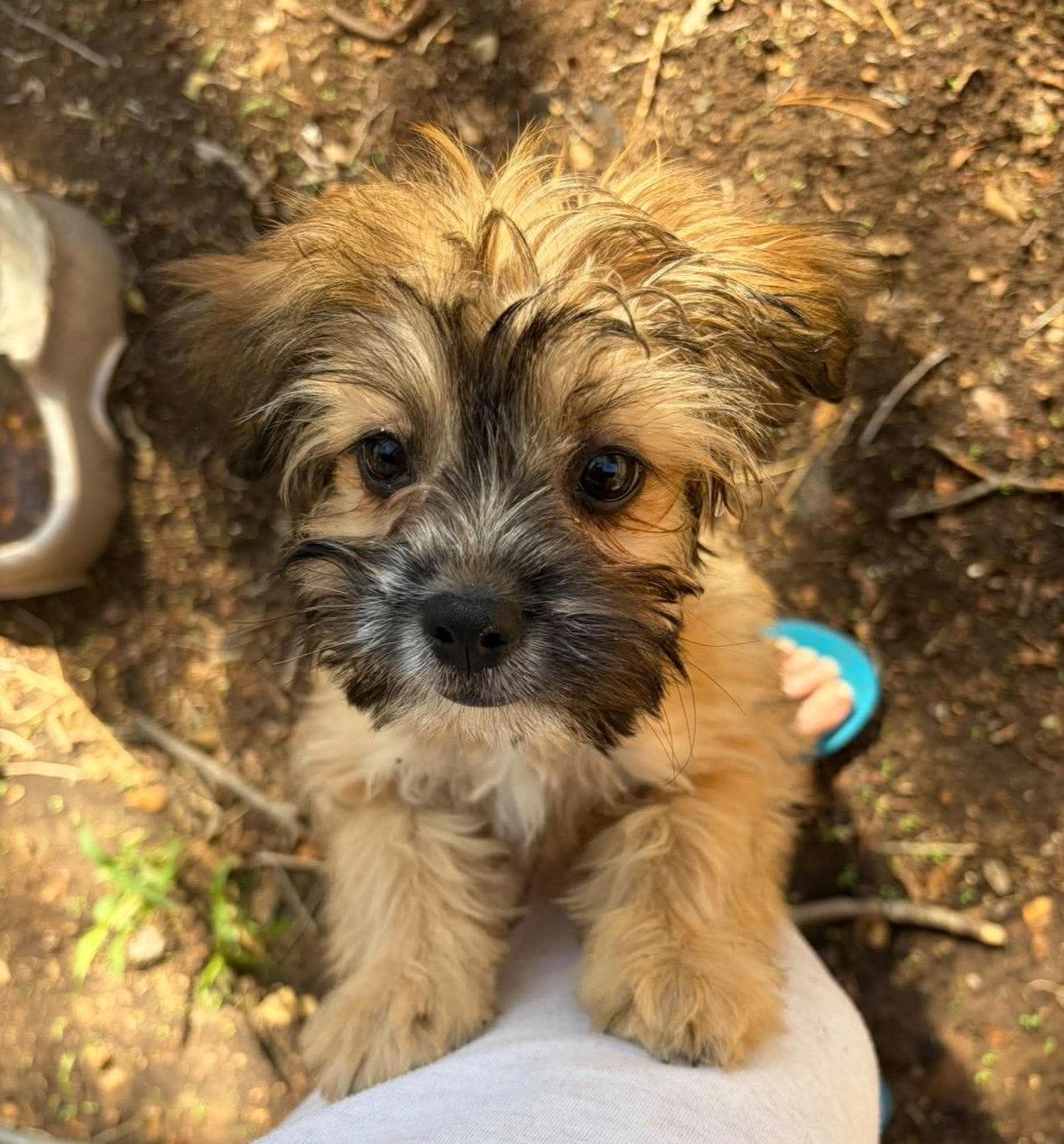 Enlarge Groot - ADOPTION IN PROCESS, a Adoptable mixed breed in Grafton, WI image 1/3