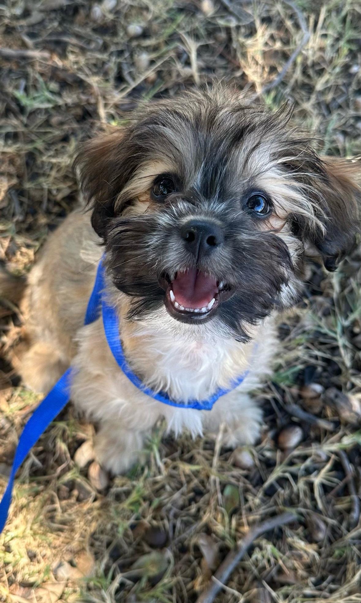 Enlarge Groot - ADOPTION IN PROCESS, a Adoptable mixed breed in Grafton, WI image 2/3