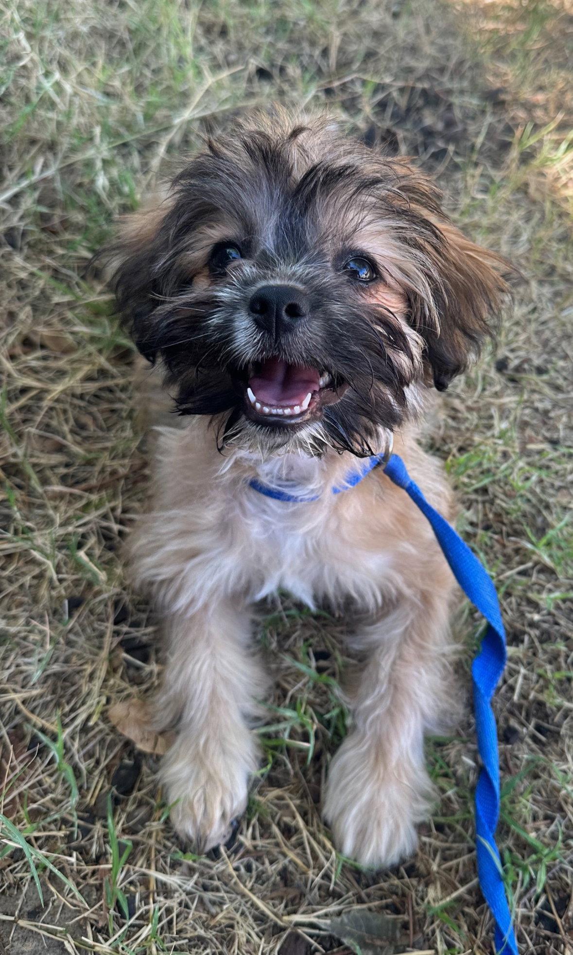 Enlarge Groot - ADOPTION IN PROCESS, a Adoptable mixed breed in Grafton, WI image 3/3