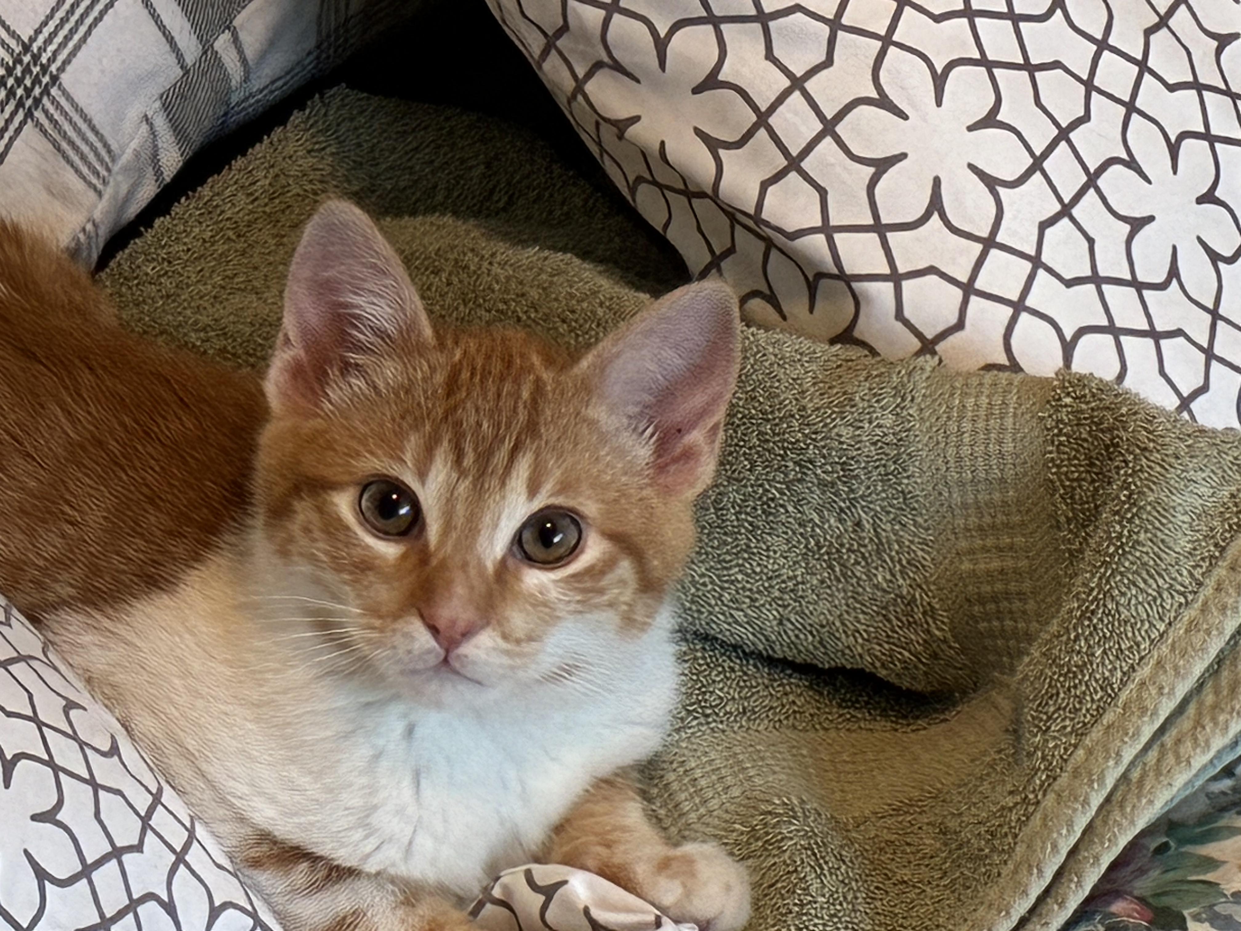 Dewey, adoptable, Kitten Male Domestic Short Hair.