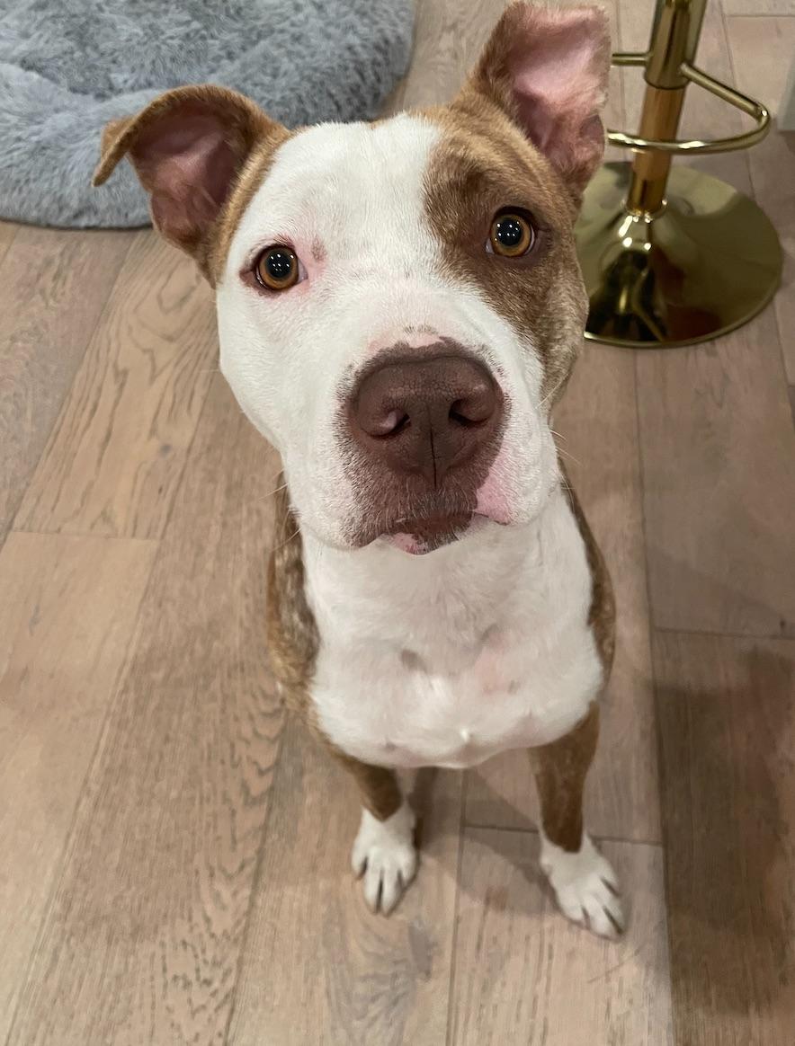 Hopper, ADOPTABLE, Young Male Pit Bull Terrier.