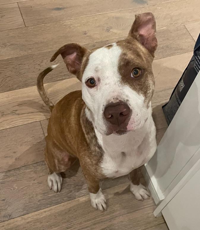 Enlarge Hopper, a ADOPTABLE Pit Bull Terrier in Beverly Hills, CA image 2/2