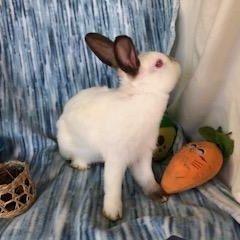 Gypsum, a Adoptable Himalayan in Oakland, CA image 6/6