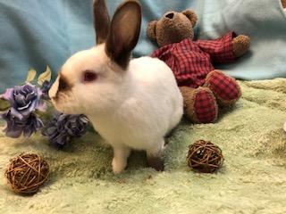 Gypsum, a Adoptable Himalayan in Oakland, CA image 4/6