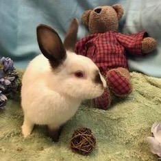 Gypsum, a Adoptable Himalayan in Oakland, CA image 5/6