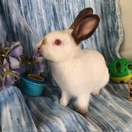 Gypsum, a Adoptable Himalayan in Oakland, CA image 3/6