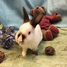 Gypsum, a Adoptable Himalayan in Oakland, CA image 1/6