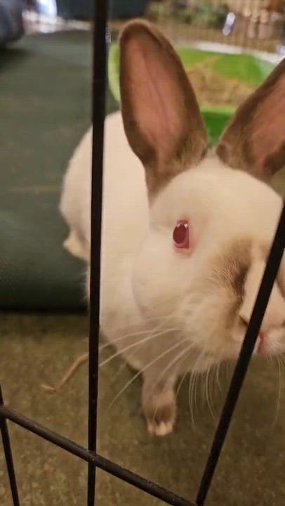 Enlarge Gypsum, a Adoptable Himalayan in Oakland, CA video 2/6