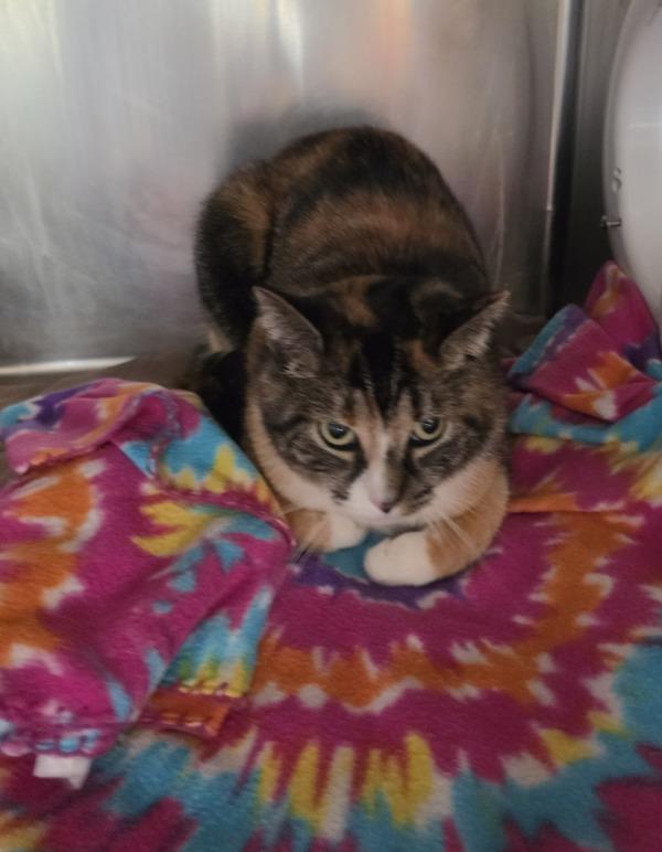 Pallie, Adoptable, Adult Female Domestic Short Hair.