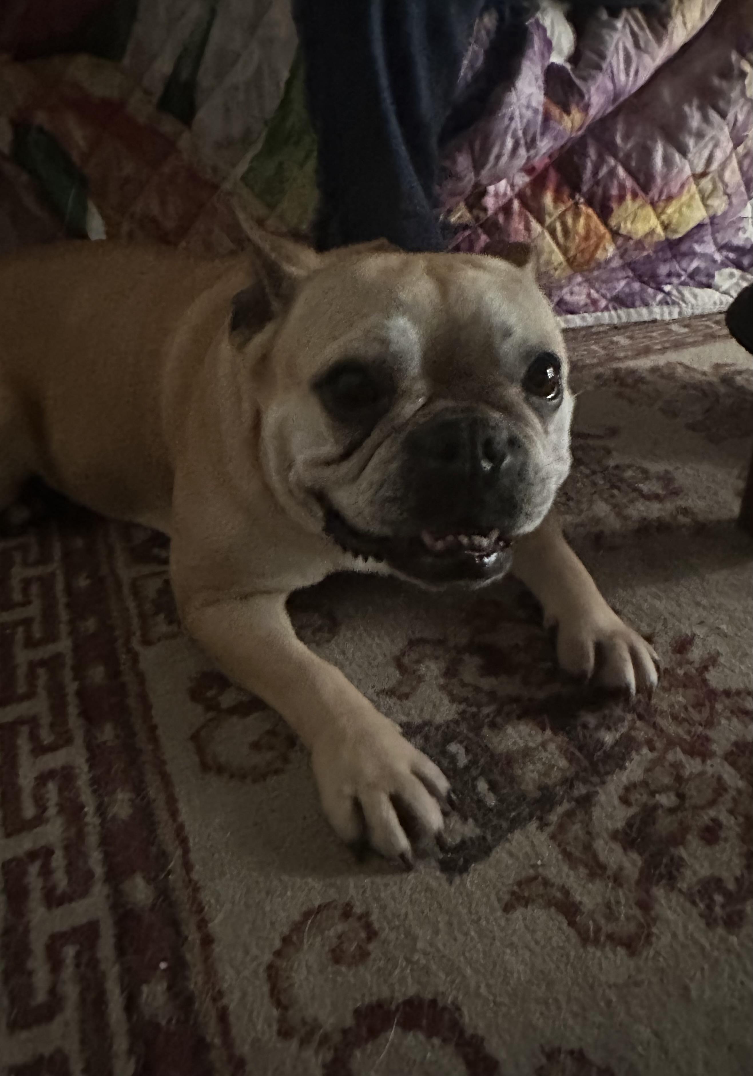 Enlarge Jolee, a ADOPTABLE French Bulldog in modesto, CA image 4/4