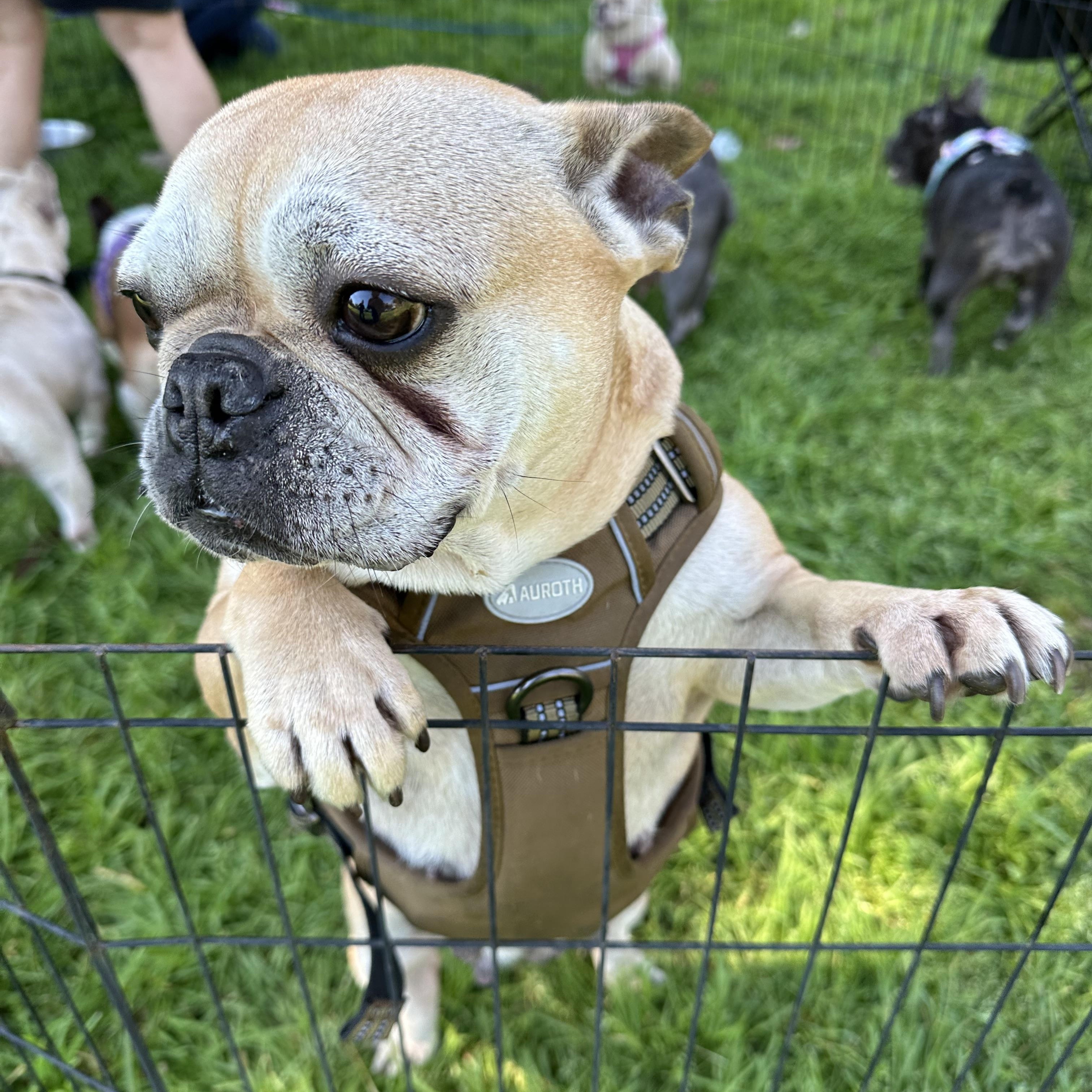 Enlarge Jolee, a ADOPTABLE French Bulldog in modesto, CA image 2/4
